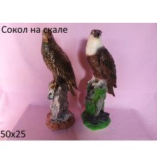 Сокол на скале